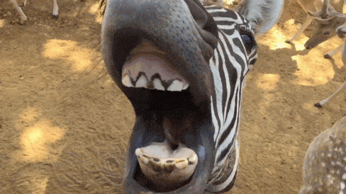 zebera-free-animated-gifs-gameznet-013.gif