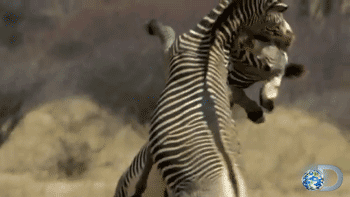 zebera-free-animated-gifs-gameznet-05.gif