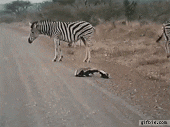 zebera-free-animated-gifs-gameznet-06.gif