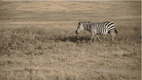 zebera-free-animated-gifs-gameznet-09.gif