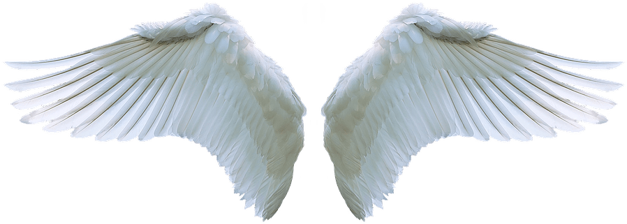 466-4669294_wing-angel-swan-white-swing-feather-symbol-realistic.png