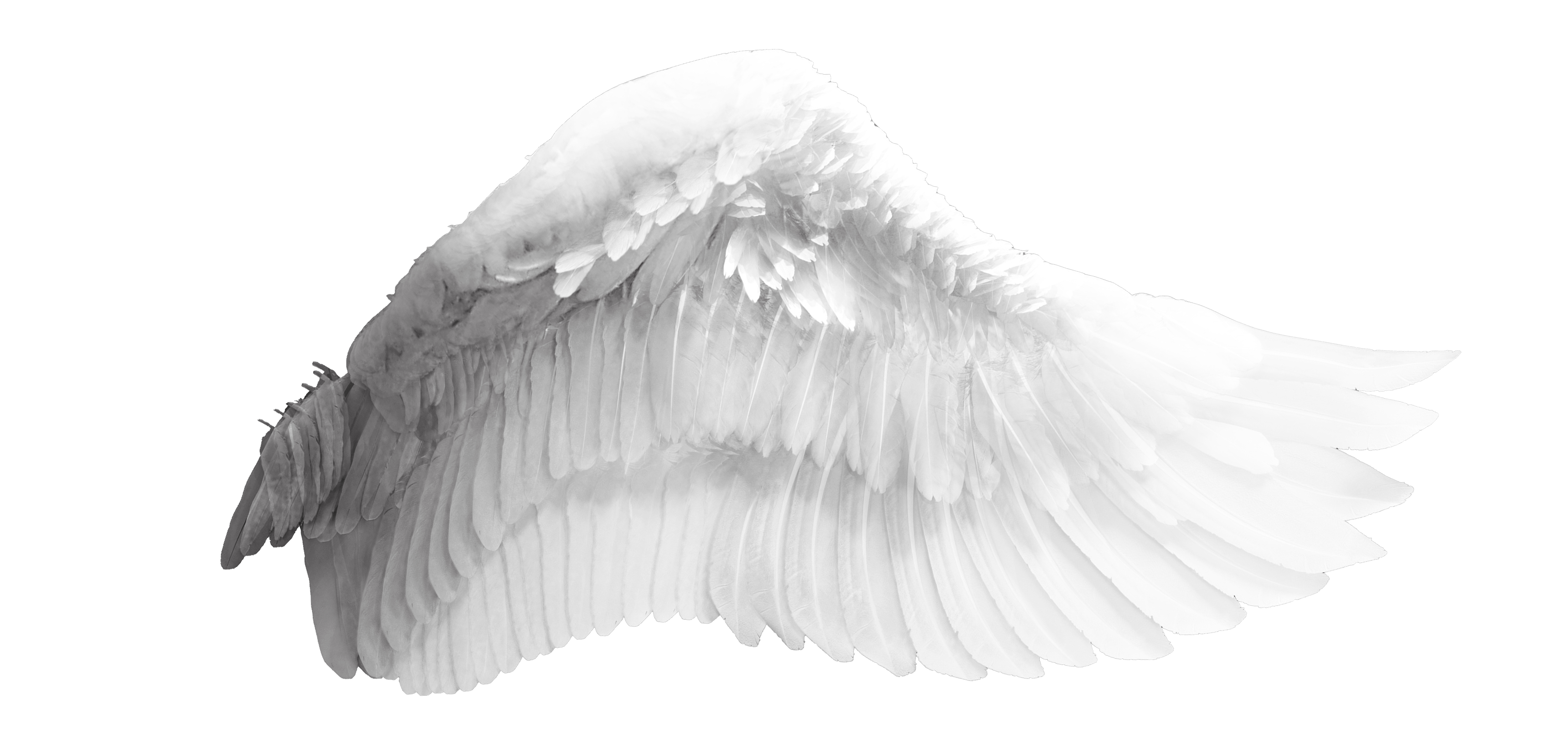 angel-wings-transparent-background-gameznet-24.png