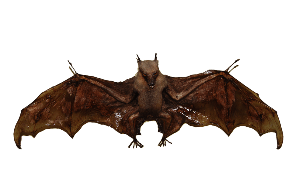 Bats on Transparent Background – Gameznet Royalty Free Stock Media