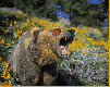 gameznet-animated-bear-036.gif