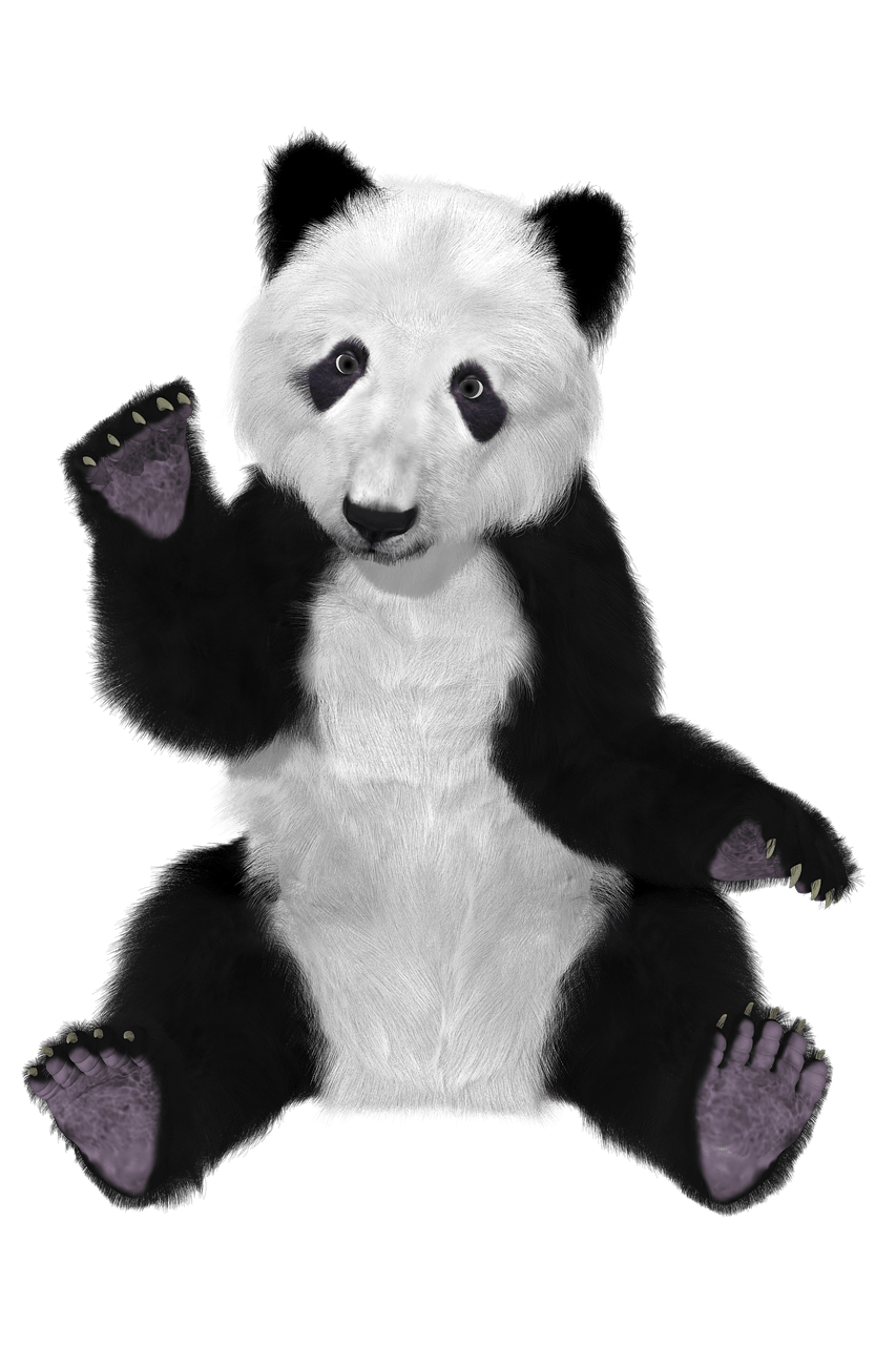 Panda_China_Bear_Furry_Big_Bear_65082.png