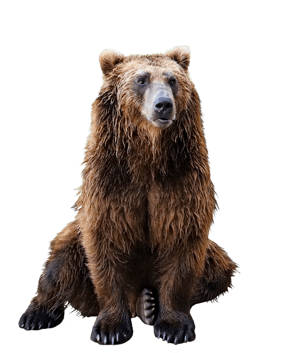 grizzly-bear-transparent-background-gameznet-03.png
