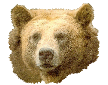 grizzly-bear-transparent-background-gameznet-04.gif