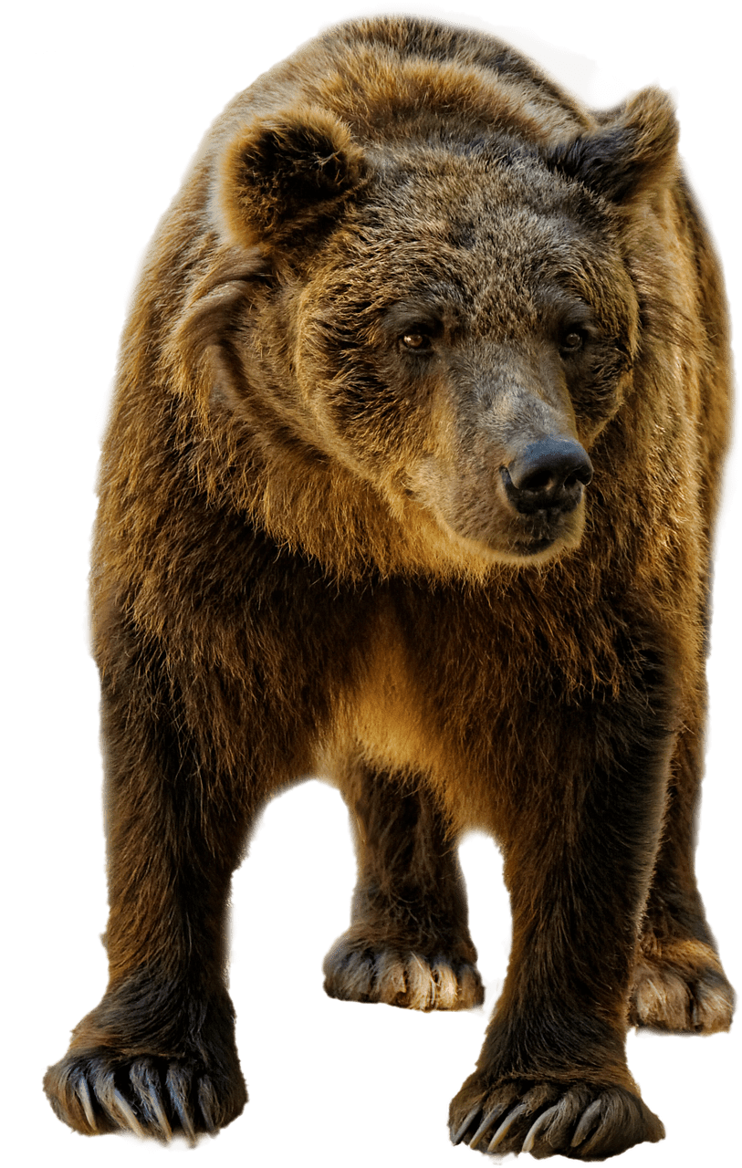 grizzly-bear-transparent-background-gameznet-05.png