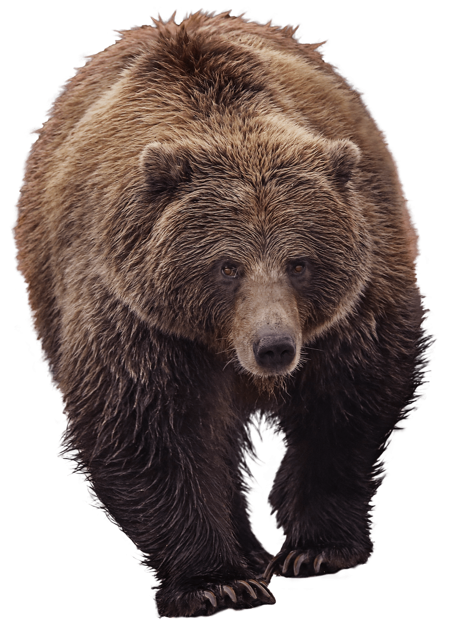 grizzly-bear-transparent-background-gameznet-06.png