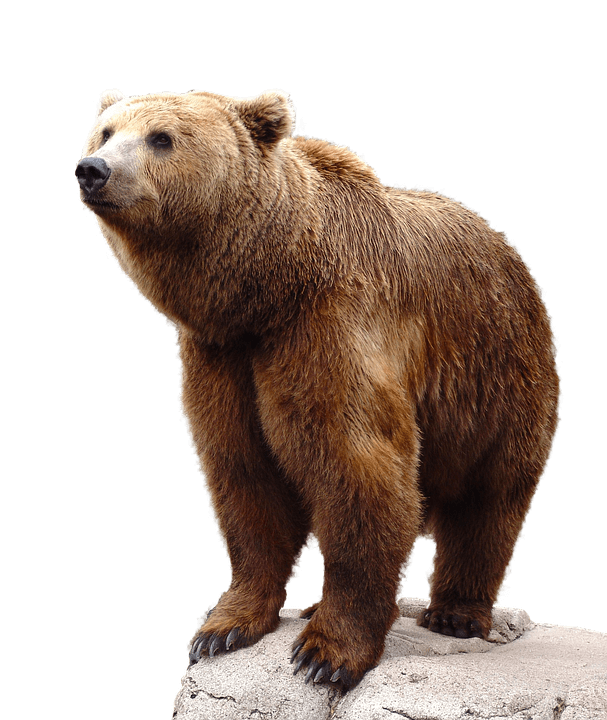 grizzly-bear-transparent-background-gameznet-12.png