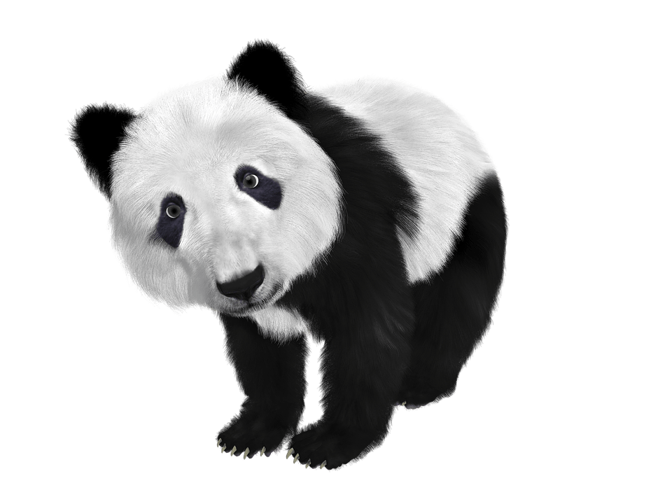 panda-bear-transparent-background-gameznet-07.png