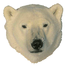 polar-bear-transparent-background-gameznet-05.gif