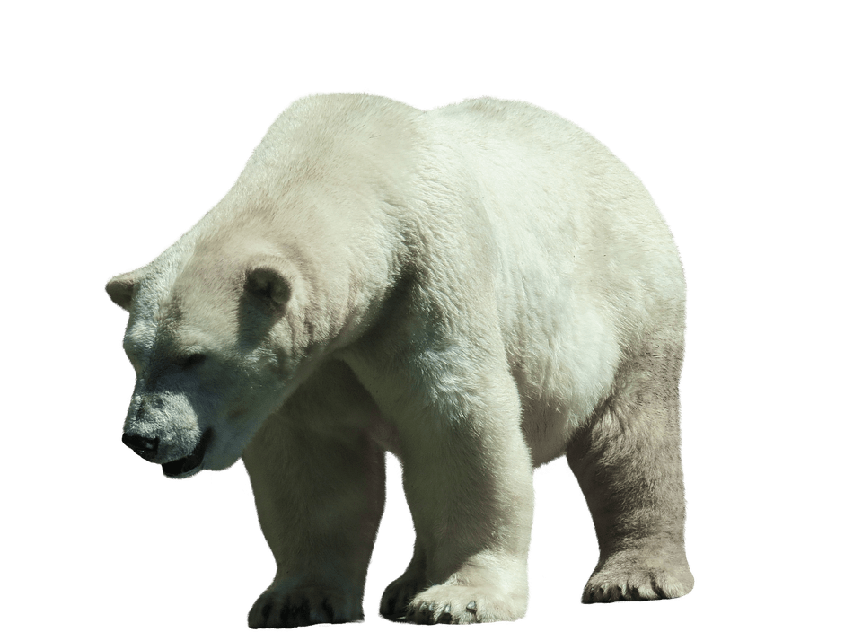polar-bear-transparent-background-gameznet-10.png