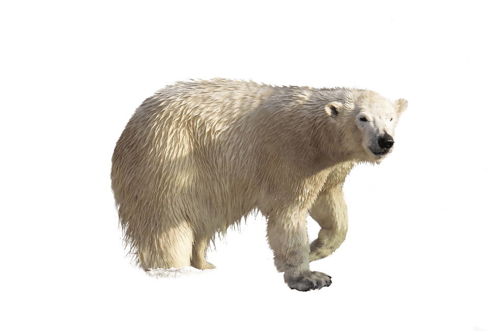 polar-bear-transparent-background-gameznet-11.png