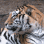 big-cats-tiger-animated-gameznet-01.gif