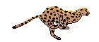 cheetah1.gif