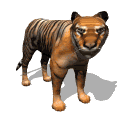 gameznet-animated-big-cats-054.gif