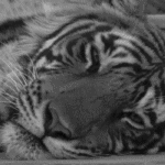 gameznet-animated-big-cats-tiger-002.gif