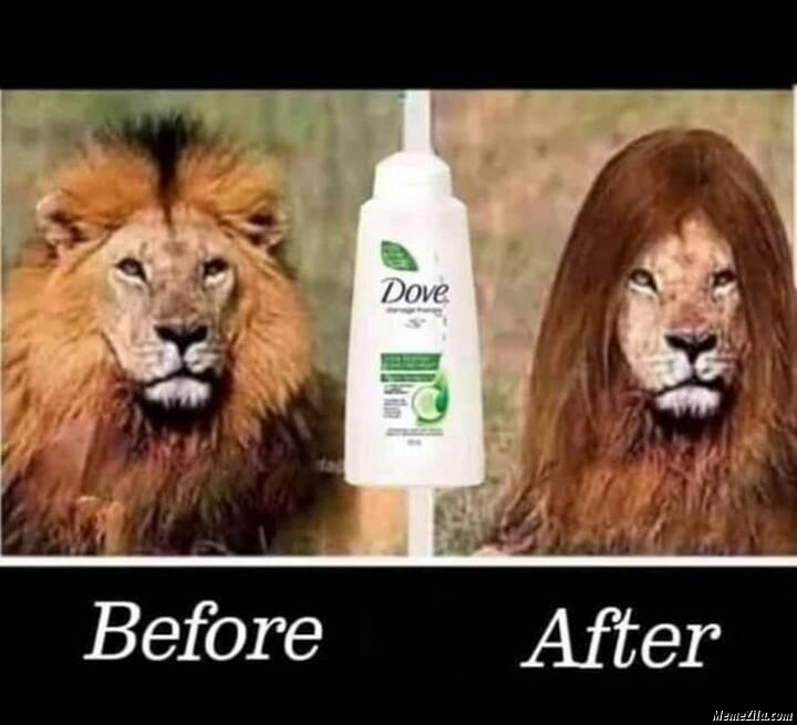 Lion-before-and-after-dove-meme-1079.png.jpeg