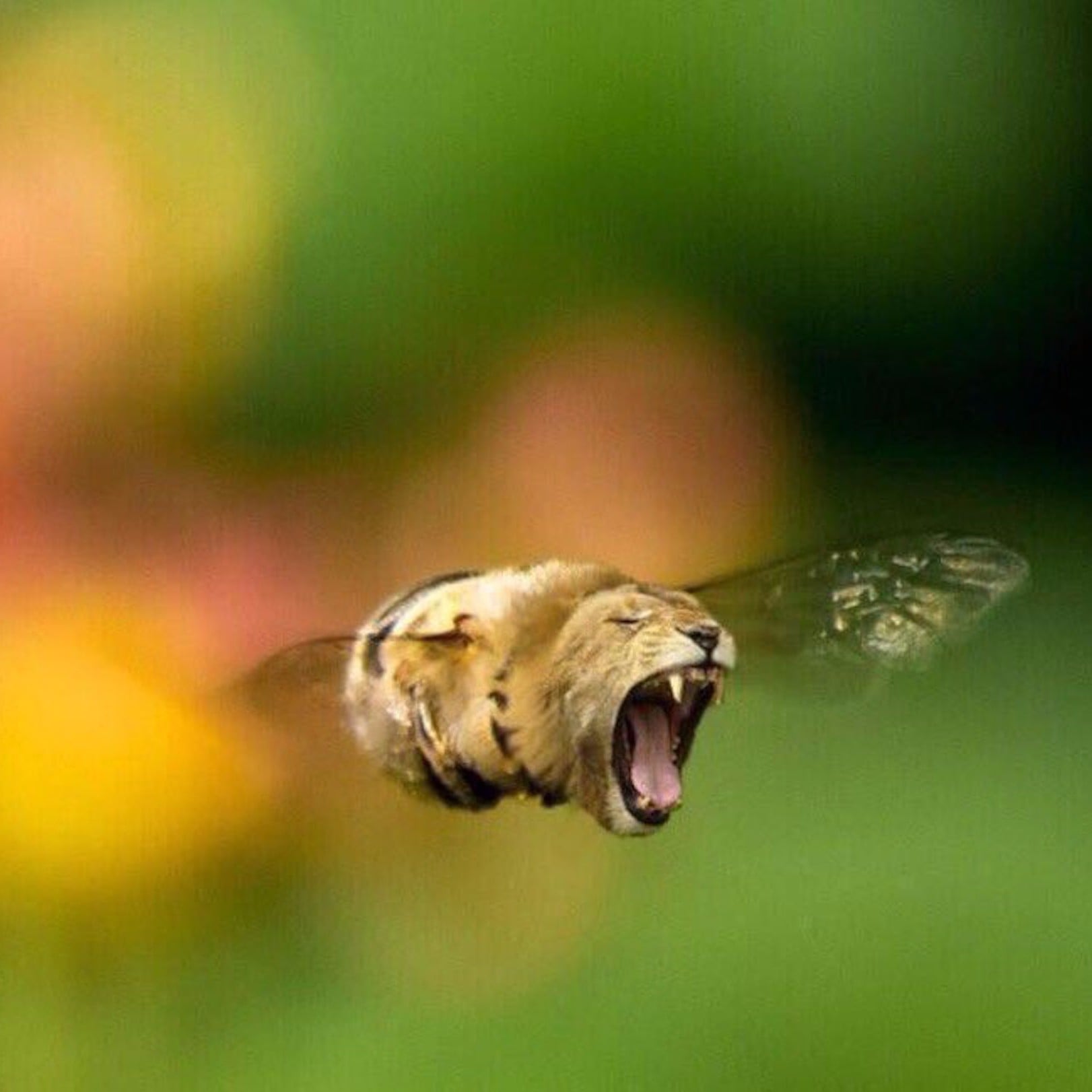 What-Bee-Lion-Meme.jpg