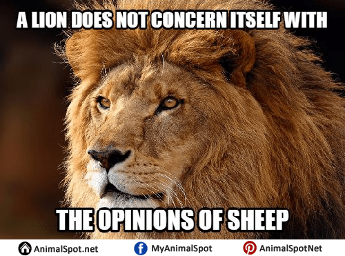 a-lion-does-not-concern-itself-with-opinions-of-sheep.png