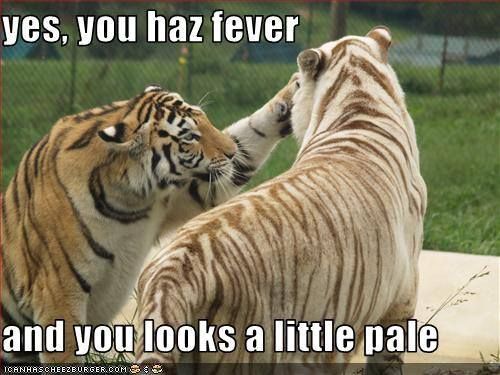 big-cat-memes-gameznet-tiger-fever-004556.jpg