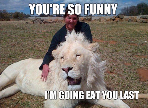 big-cat-memes-gameznet-white-lion.jpg