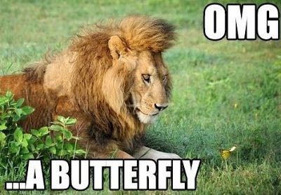 cute-lion-meme-of-a-big-cat-finding-a-butterfly.jpeg