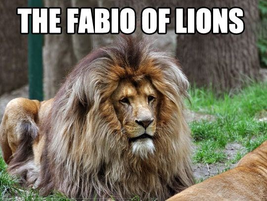 funny-lion-memes-gameznet-the-fabio-of-lions-008.jpeg