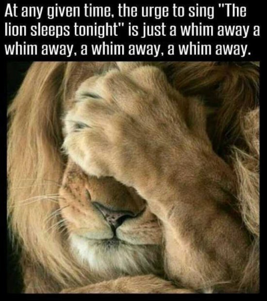 lion-meme-gameznet-lion-sleeps-tonight-1.jpg