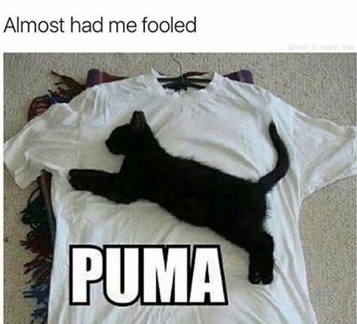 puma-cat-meme-gameznet-01.jpeg