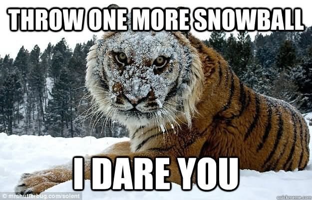 tiger-meme-of-a-tiger-that-is-sitting-in-the-snow-and-its-face-is-covered-in-snow.jpeg
