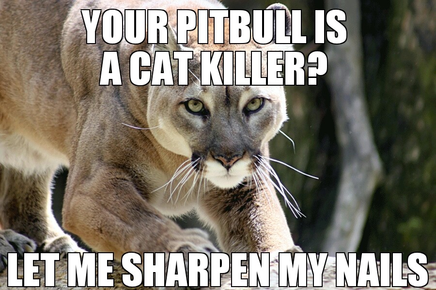 your-pitbull-is-a-cat-killer.jpeg
