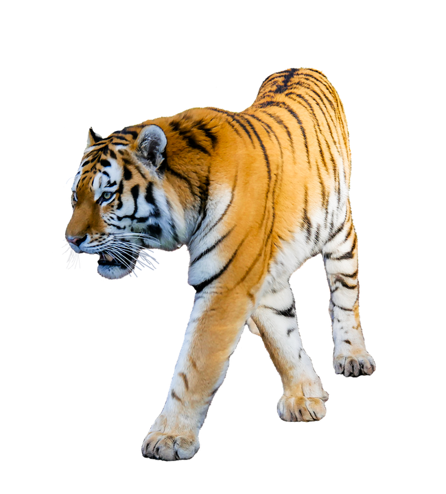 big cats on transparent background gameznet royalty free stock media big cats on transparent background