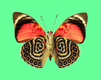 gameznet-animated-butterflies-067.gif