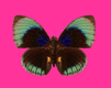 gameznet-animated-butterflies-069.gif