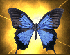 gameznet-animated-butterflies-080.gif