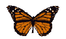 gameznet-animated-butterfly-009.gif