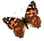 gameznet-animated-butterfly-010.gif