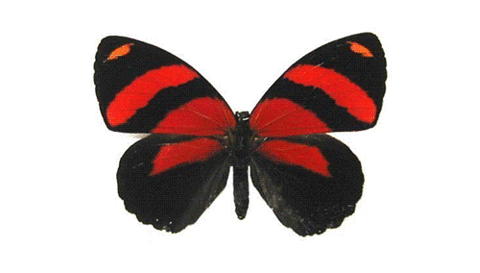 gameznet-animated-butterfly-016.gif