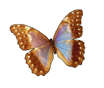 gameznet-animated-butterfly-017.gif