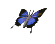 gameznet-animated-butterfly-022.gif