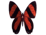 gameznet-animated-butterfly-023.gif