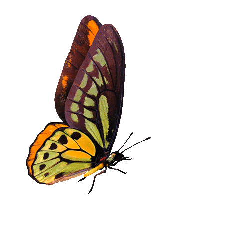 gameznet-animated-butterfly-030.gif