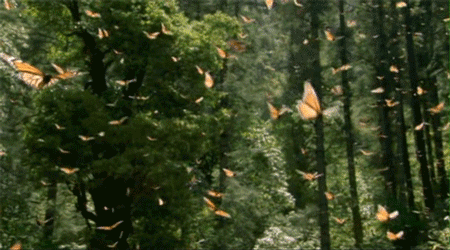 gameznet-animated-butterfly-033.gif