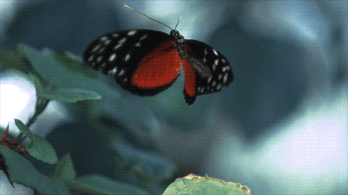 gameznet-animated-butterfly-036.gif