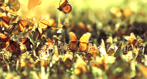 gameznet-animated-butterfly-040.gif
