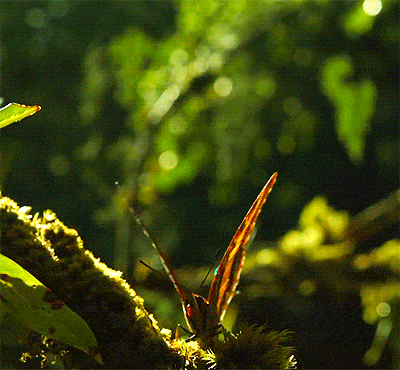 gameznet-animated-butterfly-045.gif