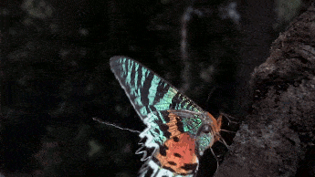 gameznet-animated-butterfly-048.gif