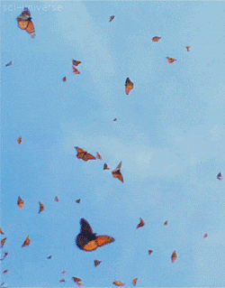 gameznet-animated-butterfly-051.gif
